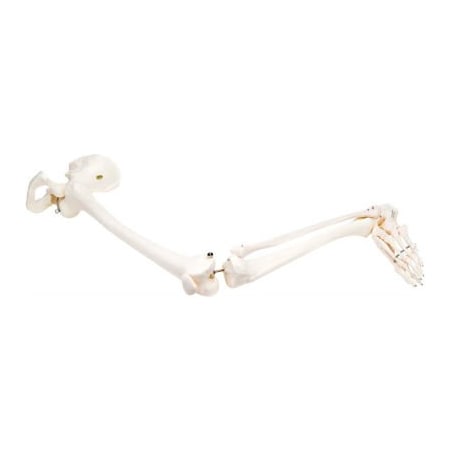 Fabrication Enterprises 3B Anatomical Model - Loose Bones, Leg Skeleton with Hip, Left 12-4587L